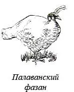Голубь и обычныйто птица красивая А уж каков розовый Крылья его серые - фото 20