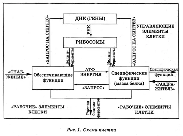 Рассмотрим до предела упрощенную схему клетки рис 1 Вверху изображены - фото 2