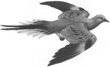 Passenger pigeon Ectopistes migratorius ILLUSTRATION BY PHYLLIS SAROFF 2 - фото 46