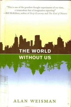 Alan Weisman The World Without Us обложка книги