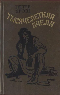 Петер Ярош Тысячелетняя пчела обложка книги