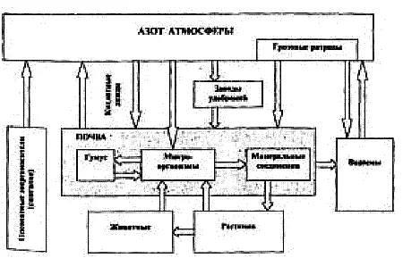 Рис 25 Круговорот азота в биосфере В морских экосистемах азотфиксаторами - фото 45