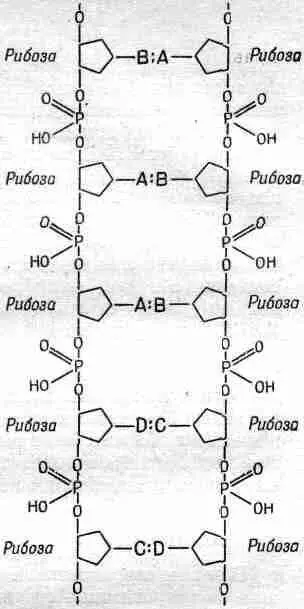 Фиг 32 Схема ДНК Из этой схемы видно как в цепи может храниться - фото 15