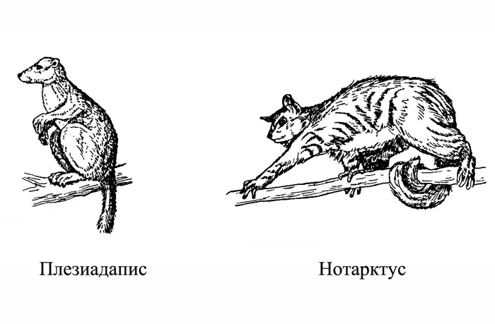 Рис 12 Так или примерно так выглядели древнейшие приматы Первые - фото 2