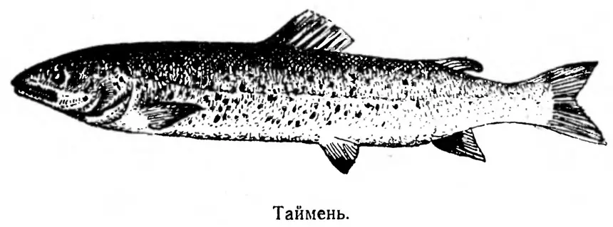 Таймень красавец хозяин забайкальских рек Тело его длинное покрыто мелкой - фото 1