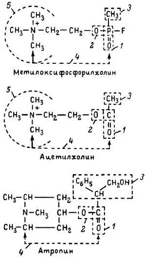 Рис 7 Химическое строение молекулы высокотоксичного ФОС ацетилхолина и - фото 20