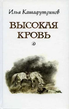 Ильгиз Кашафутдинов Высокая кровь обложка книги