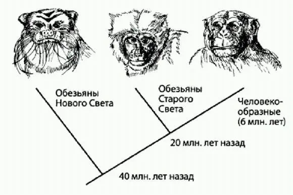 Обезьяны принявшие участие в эксперименте слева направо тамарин Saguinus - фото 2
