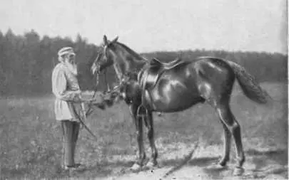 С любимой лошадью Делиром Ясная Поляна 1908 г Л Н Толстой Ясная - фото 69