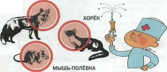 Но что делать если человека всетаки укусили а неизвестно был ли зверь болен - фото 15