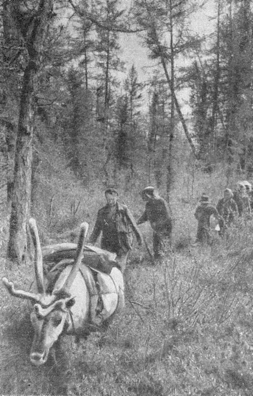 Метеоритная экспедиция пробирается сквозь тайгу Идем следом за оленями - фото 3