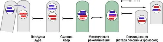 На рисунке гифы где ядра имеют гаплоидныйединичный набор хромосом показаны - фото 9