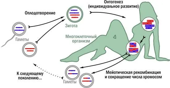 Типичный гаплодиплоидный жизненный цикл с мейозом Гаплоидные стадии серые - фото 11