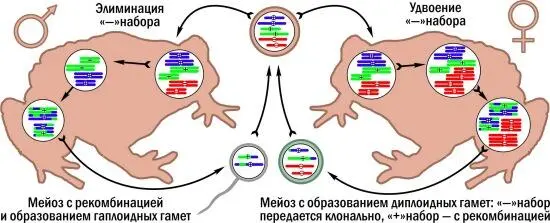 Размножение пуштунских жаб Bufo baturae Унаследованный от одного - фото 15