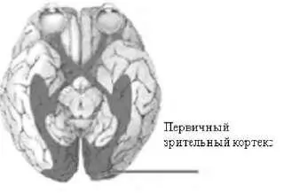 Рисунок 17 Мозг создает физическую реальность путем декодирования - фото 15