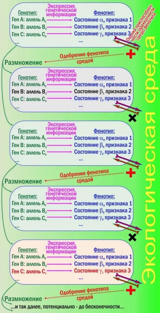 Рис 1 Дарвиновская эволюция согласно СТЭ Отбирается фенотип воспроизводится - фото 1