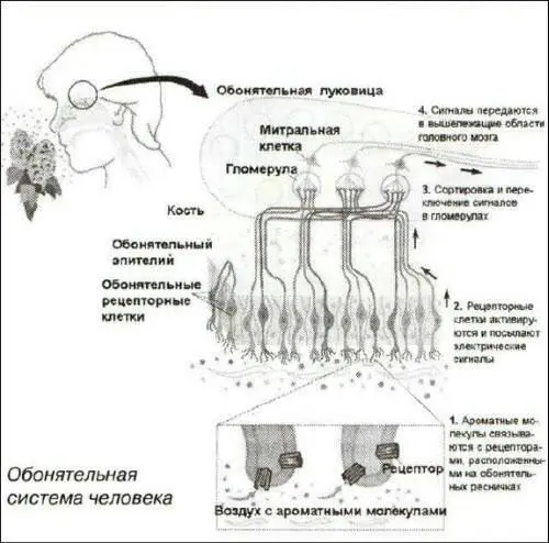 Сравнительно недавно выяснилось что на клетках обонятельного эпителия есть - фото 15