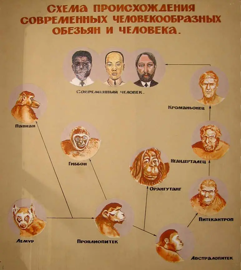 Мы видим простую схему того как якобы развивалось человечество Провинциальному - фото 240