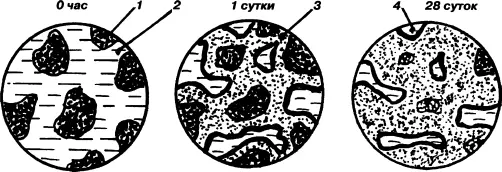 Рис 99 Схема взаимодействия зерен цемента с водой при избыточном количестве - фото 117
