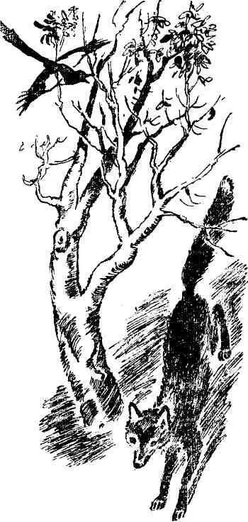 По розовому полю запрыгала озорная лисичка Она вытягивалась в струнку - фото 35