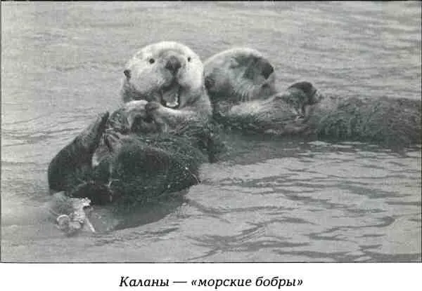 В начале XIX века академик Василий Берх писал Последнее путешествие - фото 13