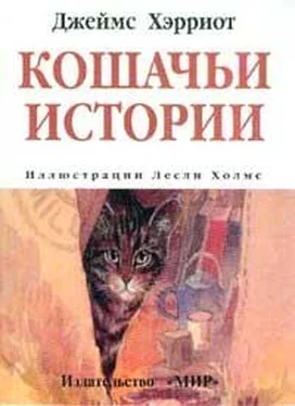 Джеймс Хэрриот Кошачьи истории обложка книги