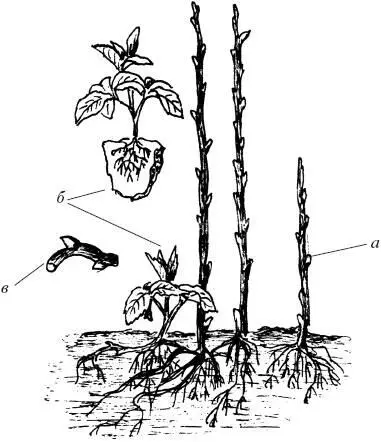 Рис 3 Размножение малины а одревесневевший корневой отпрыск б зеленый - фото 3