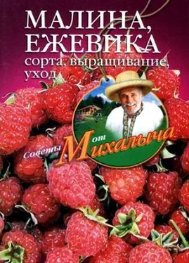 Николай Звонарев Малина, ежевика. Сорта, выращивание, уход обложка книги