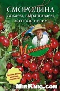 Николай Звонарев Смородина. Сажаем, выращиваем, заготавливаем обложка книги