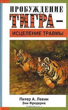 Питер Левин Пробуждение тигра - исцеление травмы обложка книги