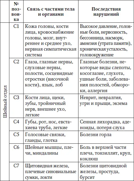 Латинскому обозначению букв соответствует С шейный отдел D гру - фото 6