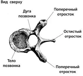 Рисунок 1 Строение позвонков Спинной мозг часть центральной нервной системы - фото 1