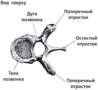 Рисунок 1 Строение позвонков Спинной мозг часть центральной нервной системы - фото 3