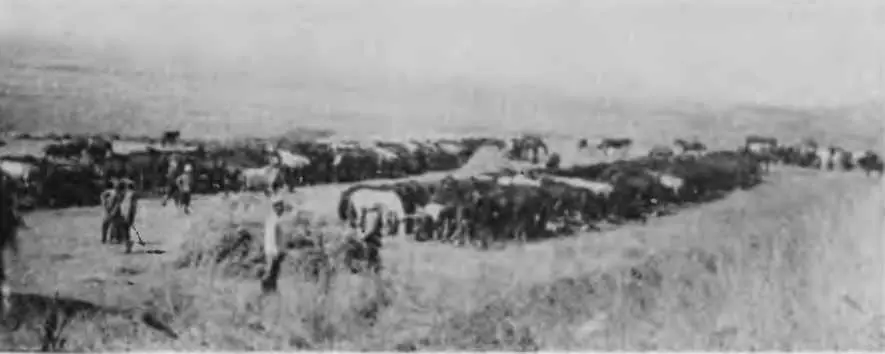 Лошади казачьего полка 1915 г Ванская апрель май и Еефратская - фото 20