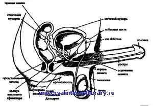 Рис 2 Анатомия мужских половых органов Vas deferens плотная трубочка по - фото 2