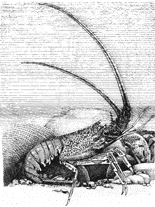 Palinurus vulgaris обыкновенный лангуст Несмотря на то что экспедиция на - фото 144
