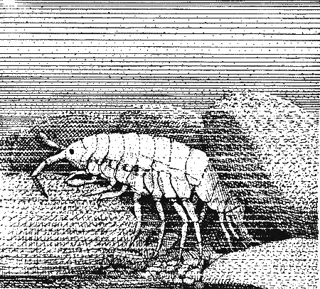 Бокоплав гаммарус ВеслоногиеSteganopodes или Pelecaniformes Большой - фото 148