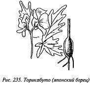 Считается что яд торикабуто изобрели древние жители японских островов айны - фото 230