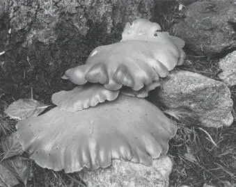 In Figure 106 the mushrooms dominate the image because of their placement and - фото 188