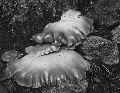 In Figure 106 the mushrooms dominate the image because of their placement and - фото 189