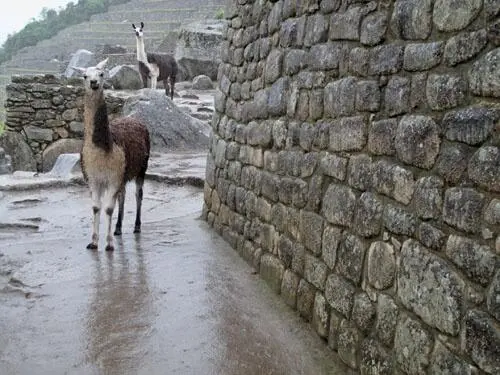 I was setting up my 4x5 film camera on a particularly wonderful Inca wall - фото 204