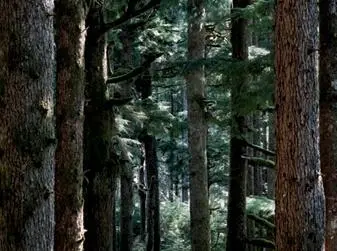 Figure 1121 A highlight exposure of a Pacific northwest conifer forest on a - фото 224