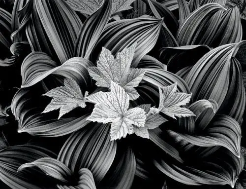 The fascinating relationships between the wild raspberry leaves amidst the - фото 238