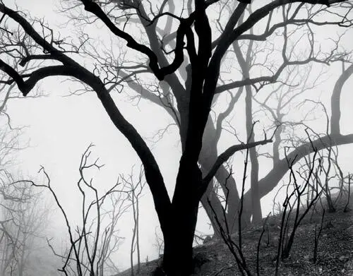 Photographed in thick fog just weeks after the massive 1978 AgouraMalibu fire - фото 242