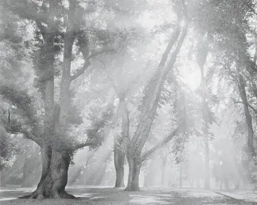 The darkest portions of this print are barely middle gray Dark tonalities - фото 18