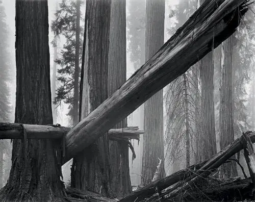The fallen giant creates a strong movement from lower left to upper right with - фото 21