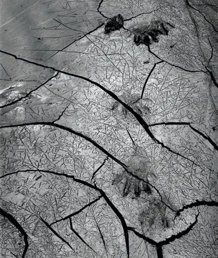 The cracked mud of a drying streambed held the paw prints of a raccoon the - фото 4