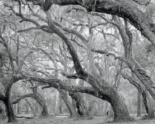 A thin overcast cloud cover evened out the light on the live oak trees bent - фото 45