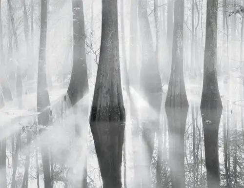 Using the same basic approach to bright harsh sunlight in a forest as in - фото 46