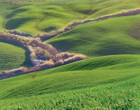 The green color is almost monochrome but necessary because of its emeraldlike - фото 55